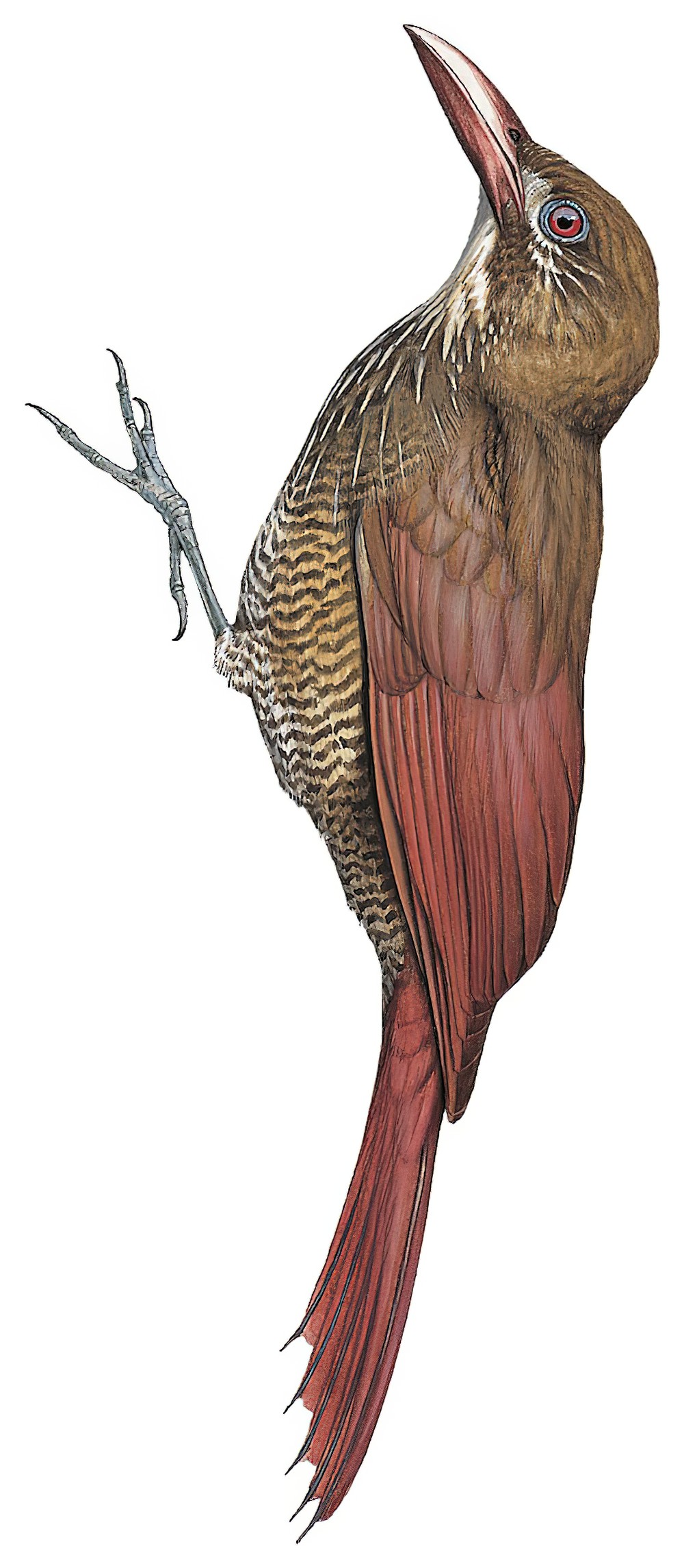 斑腹䴕雀 / Bar-bellied Woodcreeper / Hylexetastes stresemanni