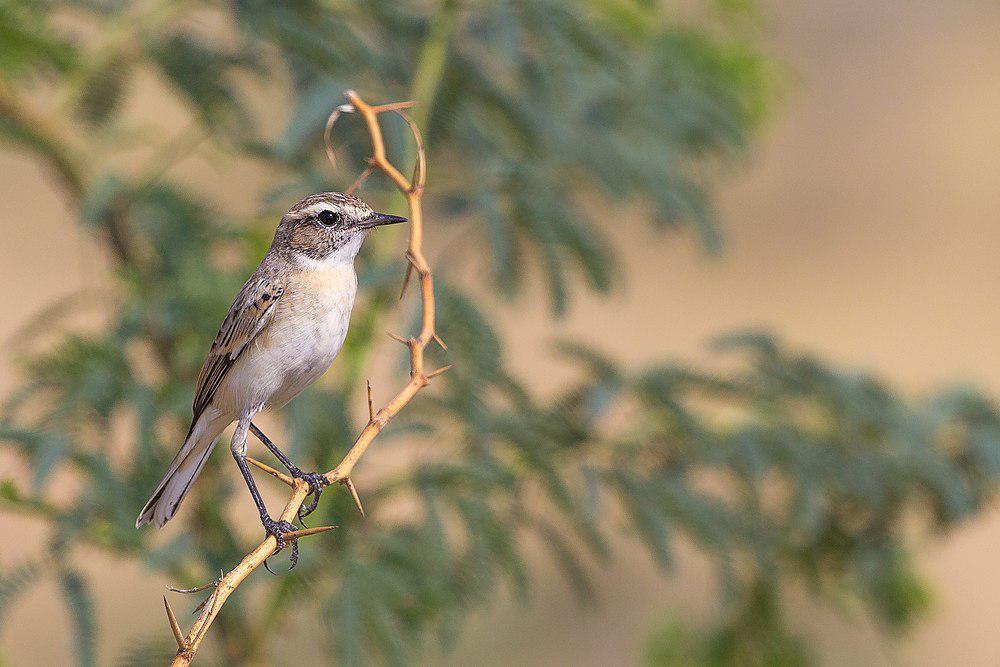 大嘴石䳭 / White-browed Bush Chat / Saxicola macrorhynchus