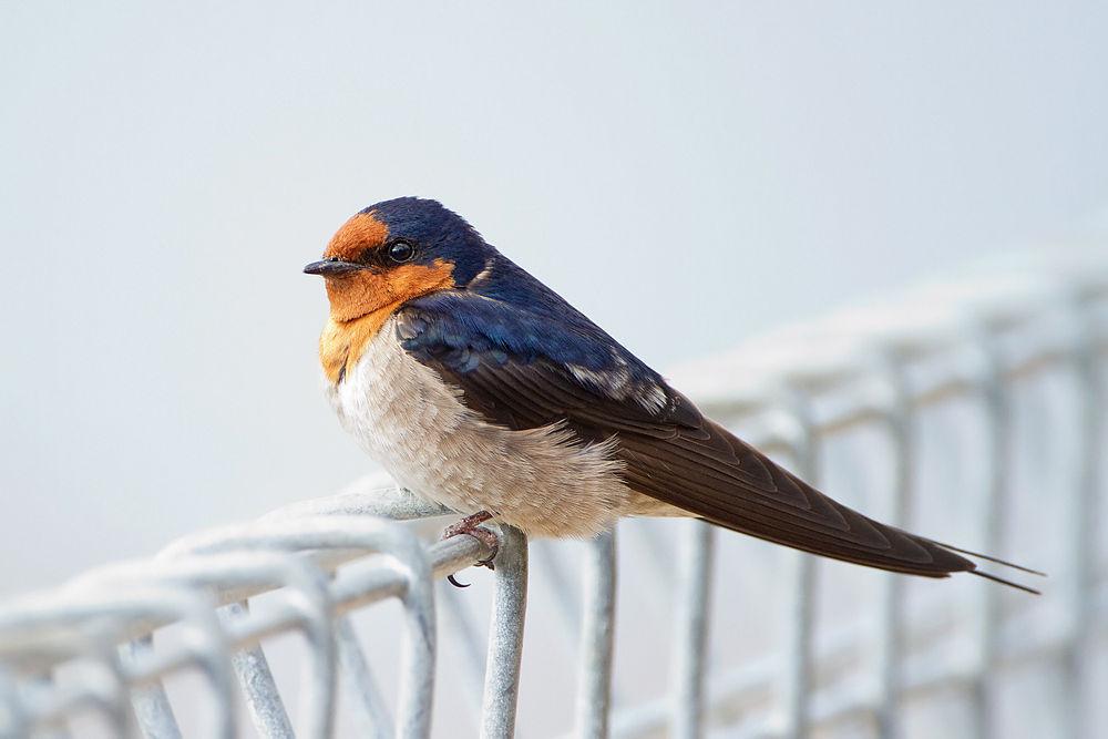 迎燕 / Welcome Swallow / Hirundo neoxena