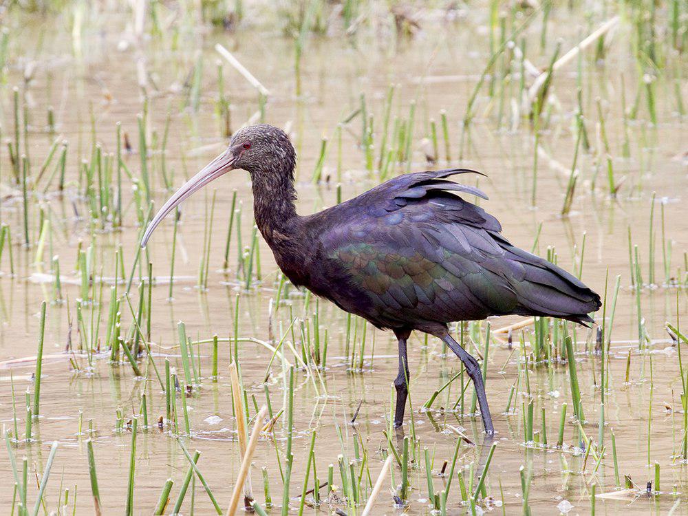 秘鲁彩鹮 / Puna Ibis / Plegadis ridgwayi