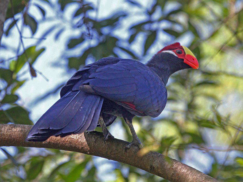 紫蕉鹃 / Violet Turaco / Musophaga violacea