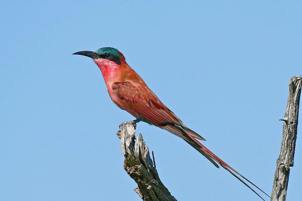 南红蜂虎 / Southern Carmine Bee-eater / Merops nubicoides