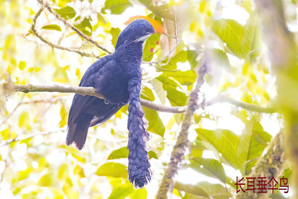 长耳垂伞鸟 / Long-wattled Umbrellabird / Cephalopterus penduliger