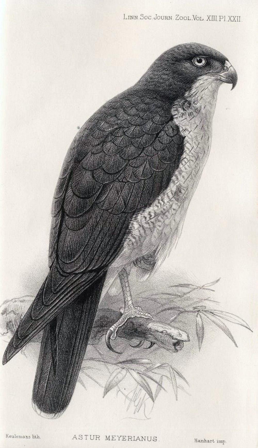 白颊鹰 / Meyer\'s Goshawk / Accipiter meyerianus