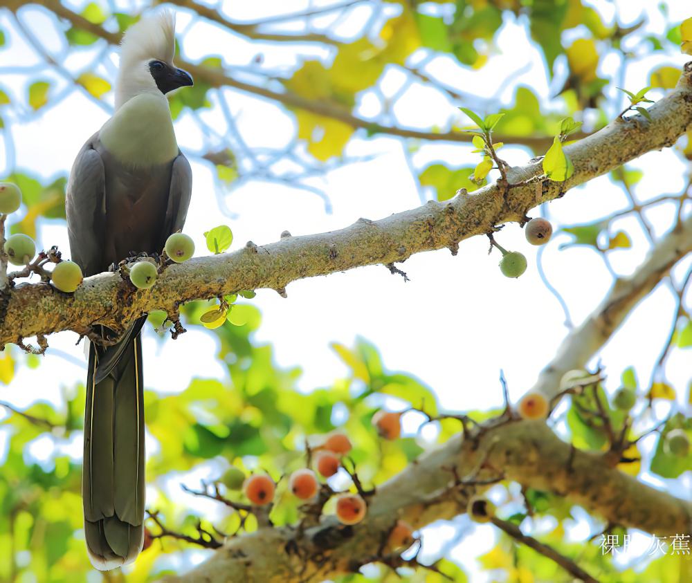 裸脸灰蕉鹃 / Bare-faced Go-away-bird / Corythaixoides personatus