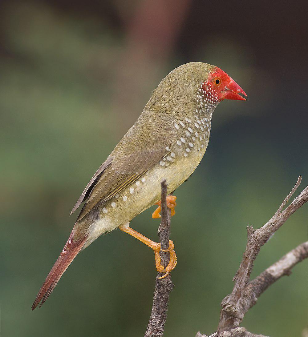 星雀 / Star Finch / Bathilda ruficauda