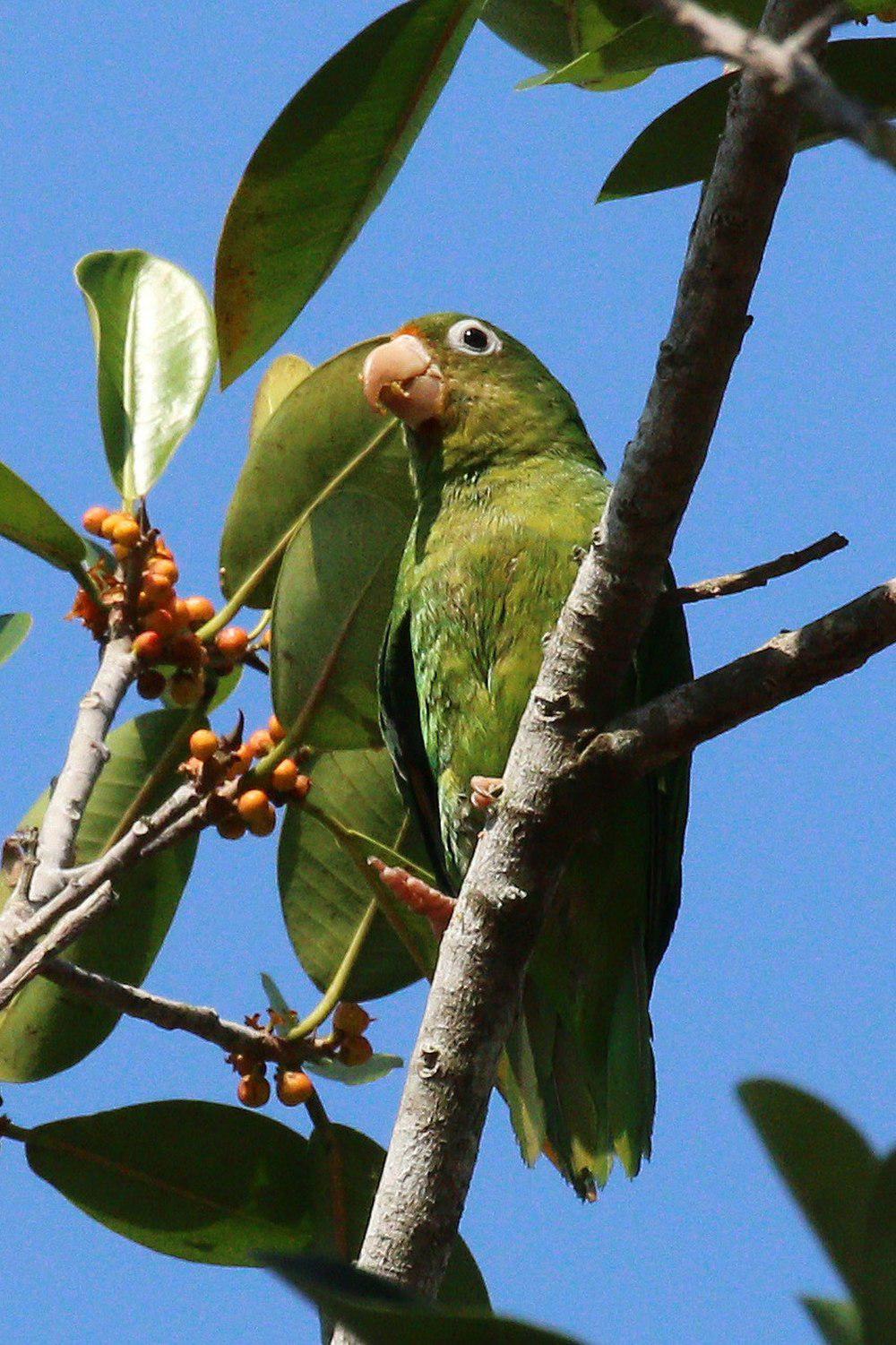 金翅斑鹦哥 / Golden-winged Parakeet / Brotogeris chrysoptera