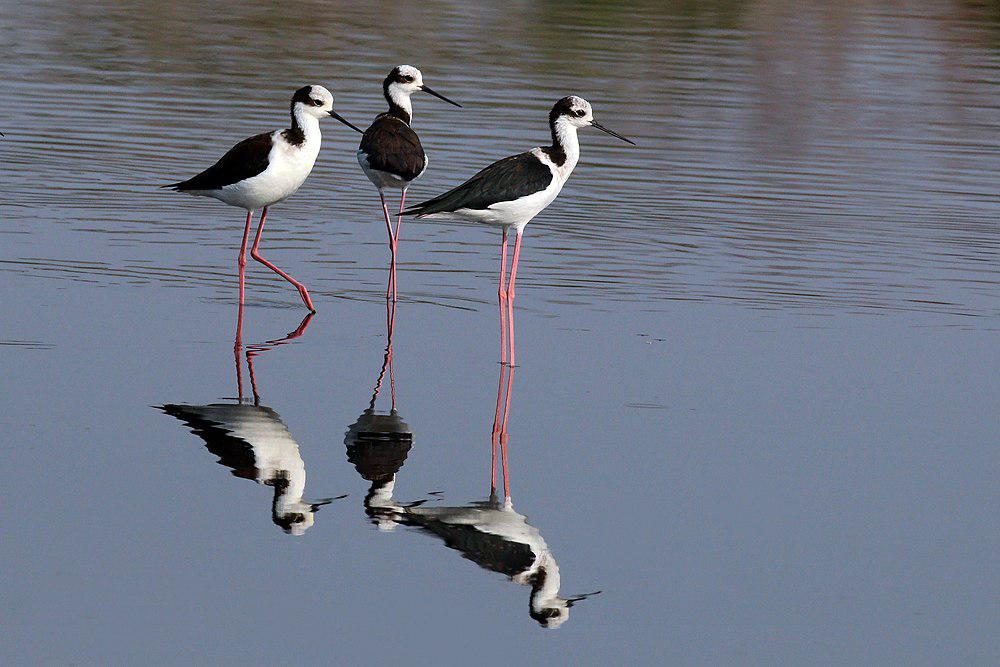 南美长脚鹬 / White-backed Stilt / Himantopus melanurus