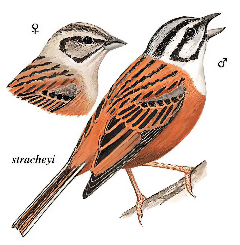 灰眉岩鹀 / Rock Bunting / Emberiza cia