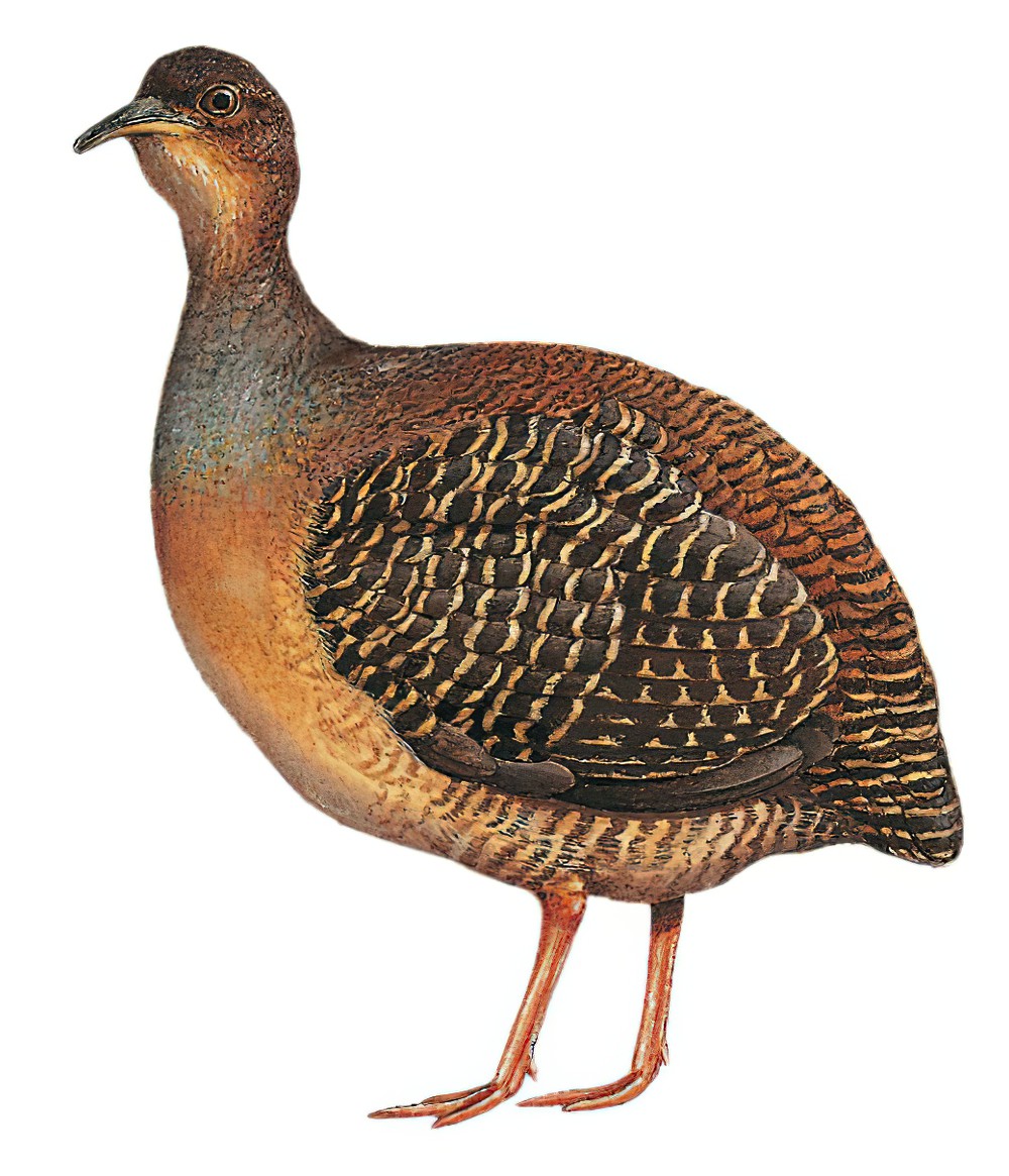 黑顶穴䳍 / Black-capped Tinamou / Crypturellus atrocapillus