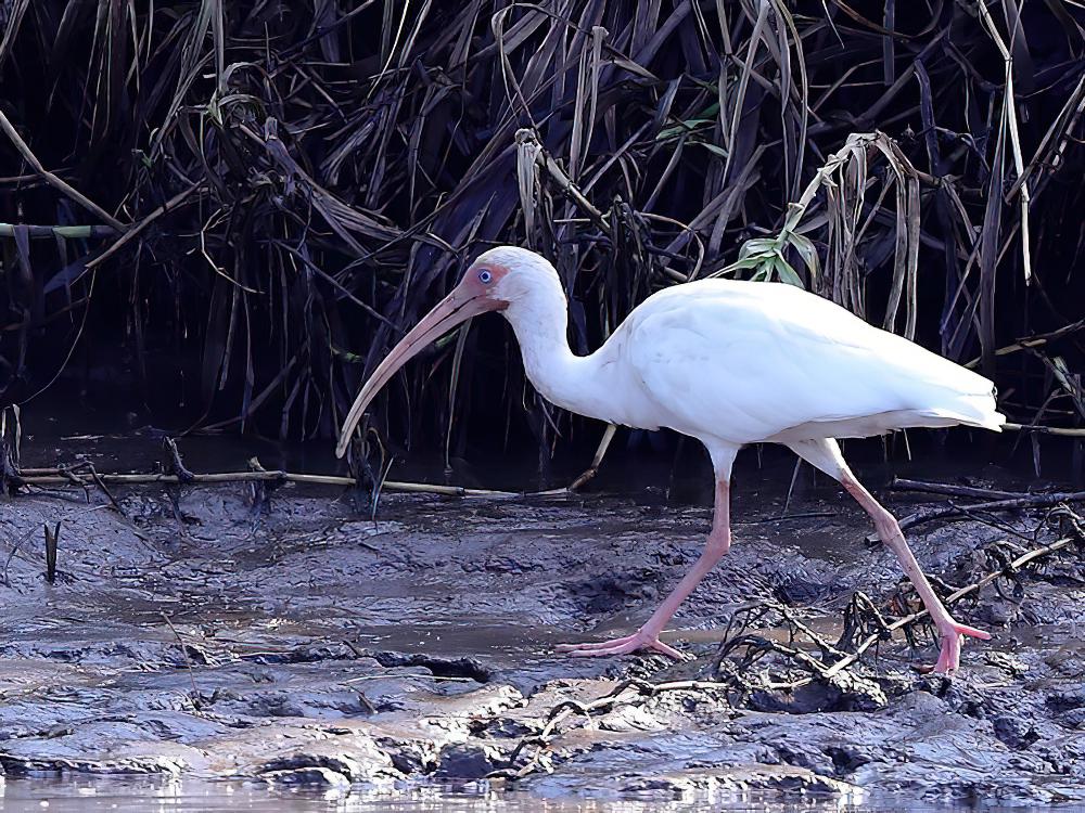 美洲白鹮 / American White Ibis / Eudocimus albus