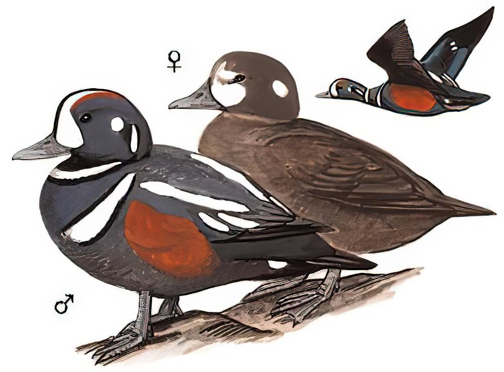 丑鸭 / Harlequin Duck / Histrionicus histrionicus