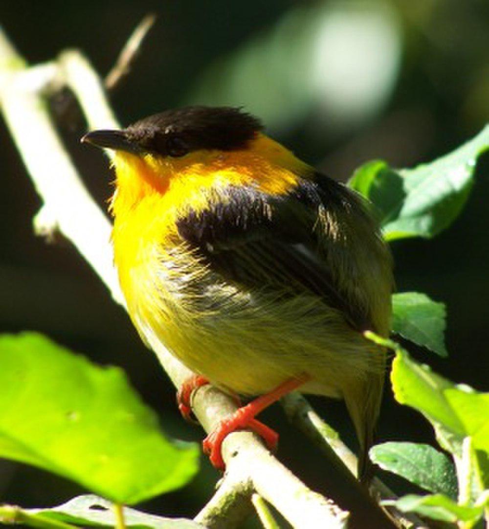 橙领娇鹟 / Orange-collared Manakin / Manacus aurantiacus