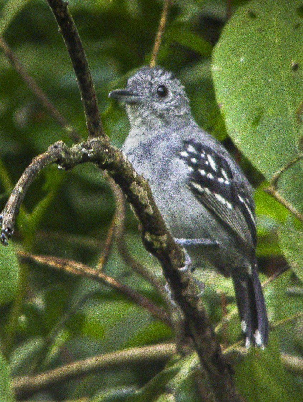 蓝灰蚁鹩 / Slaty Antwren / Myrmotherula schisticolor