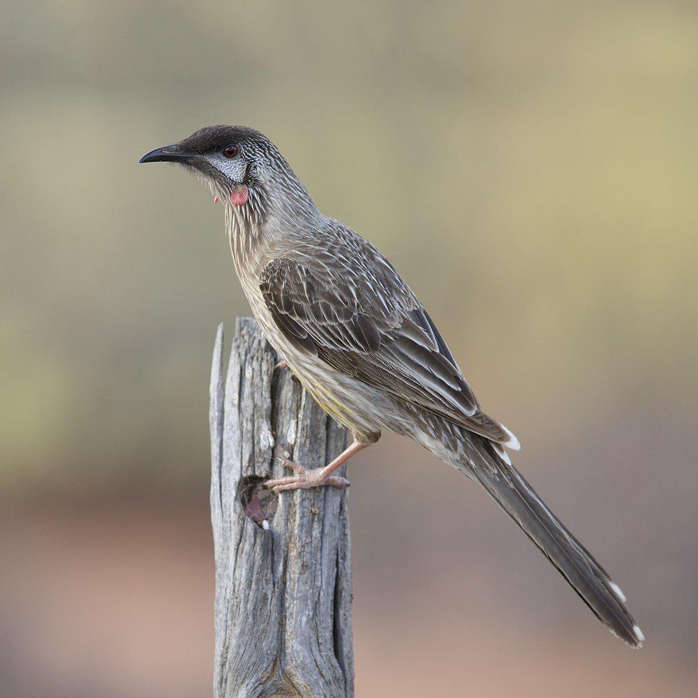 红垂蜜鸟 / Red Wattlebird / Anthochaera carunculata