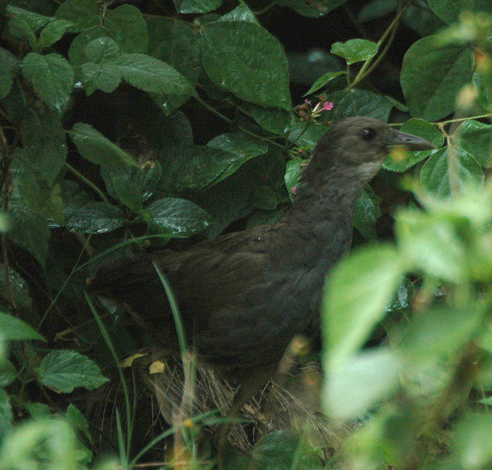 棕尾苦恶鸟 / Pale-vented Bush-hen / Amaurornis moluccana