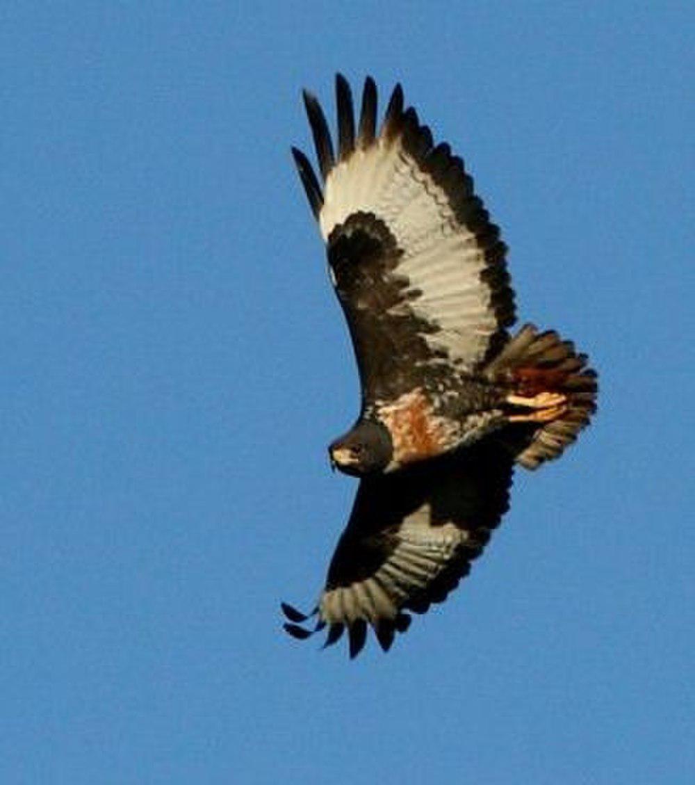 暗棕鵟 / Jackal Buzzard / Buteo rufofuscus