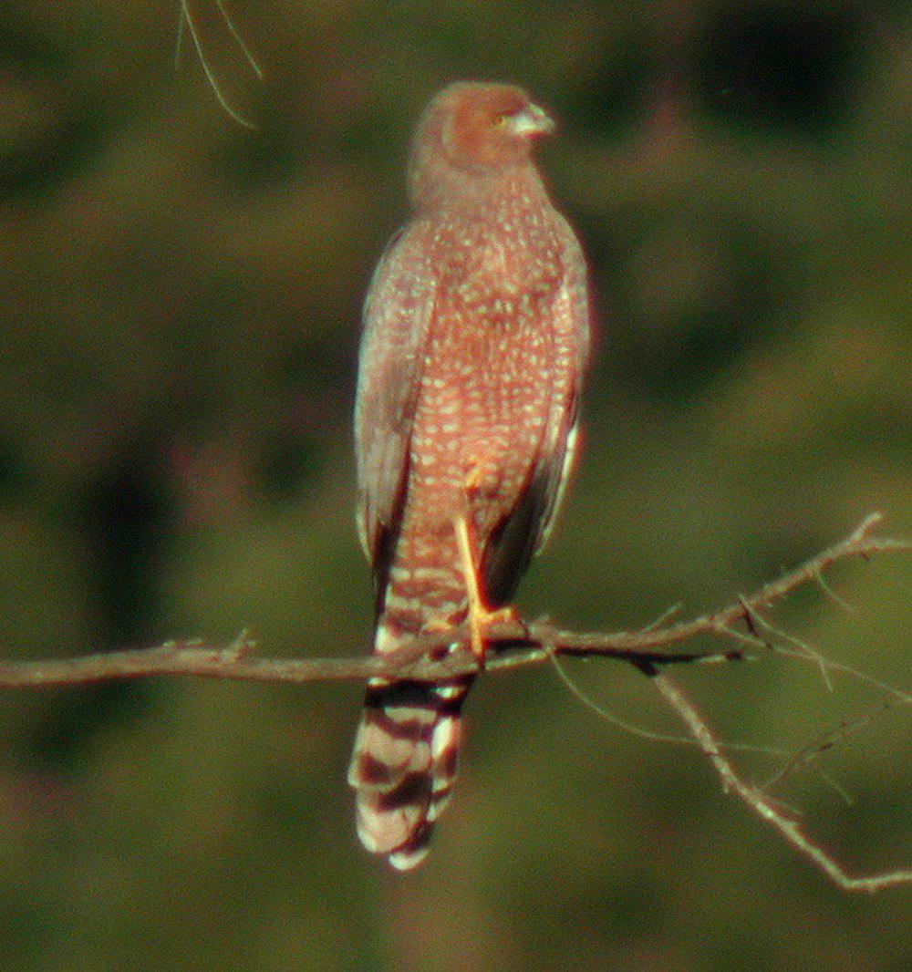 斑鹞 / Spotted Harrier / Circus assimilis