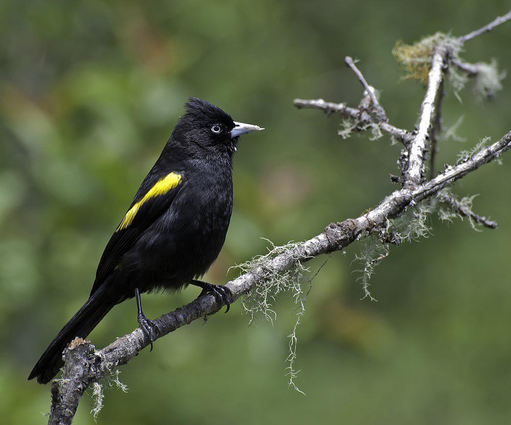 金翅酋长鹂 / Golden-winged Cacique / Cacicus chrysopterus