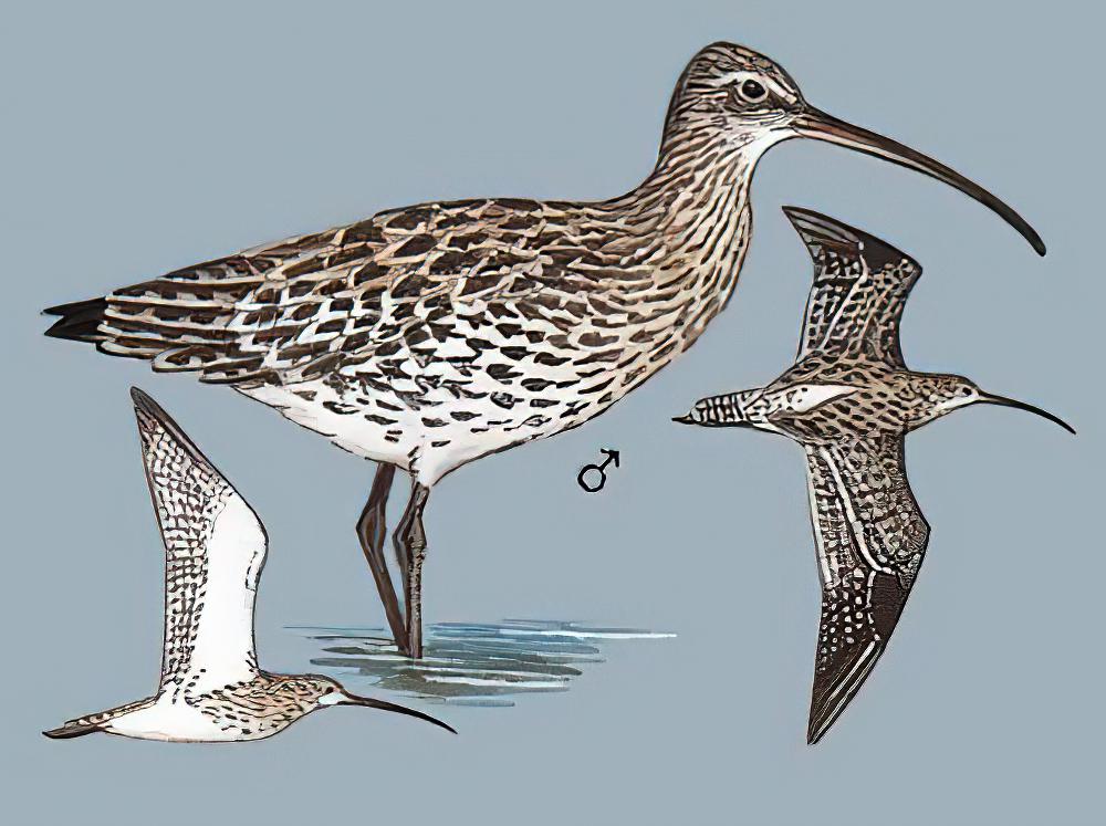 白腰杓鹬 / Eurasian Curlew / Numenius arquata