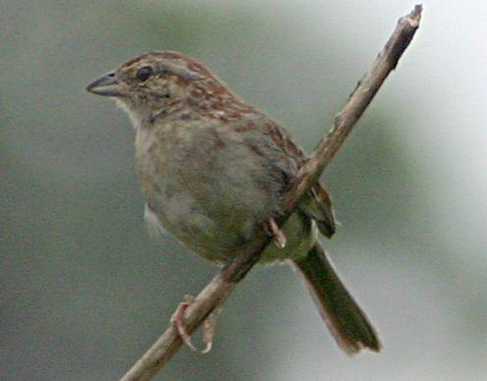 巴氏猛雀鹀 / Bachman\'s Sparrow / Peucaea aestivalis