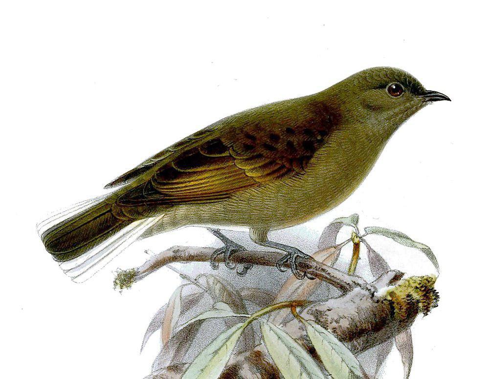 尖嘴蜜䴕 / Cassin\'s Honeybird / Prodotiscus insignis