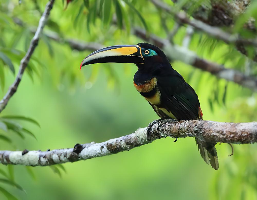 多斑簇舌巨嘴鸟 / Many-banded Aracari / Pteroglossus pluricinctus