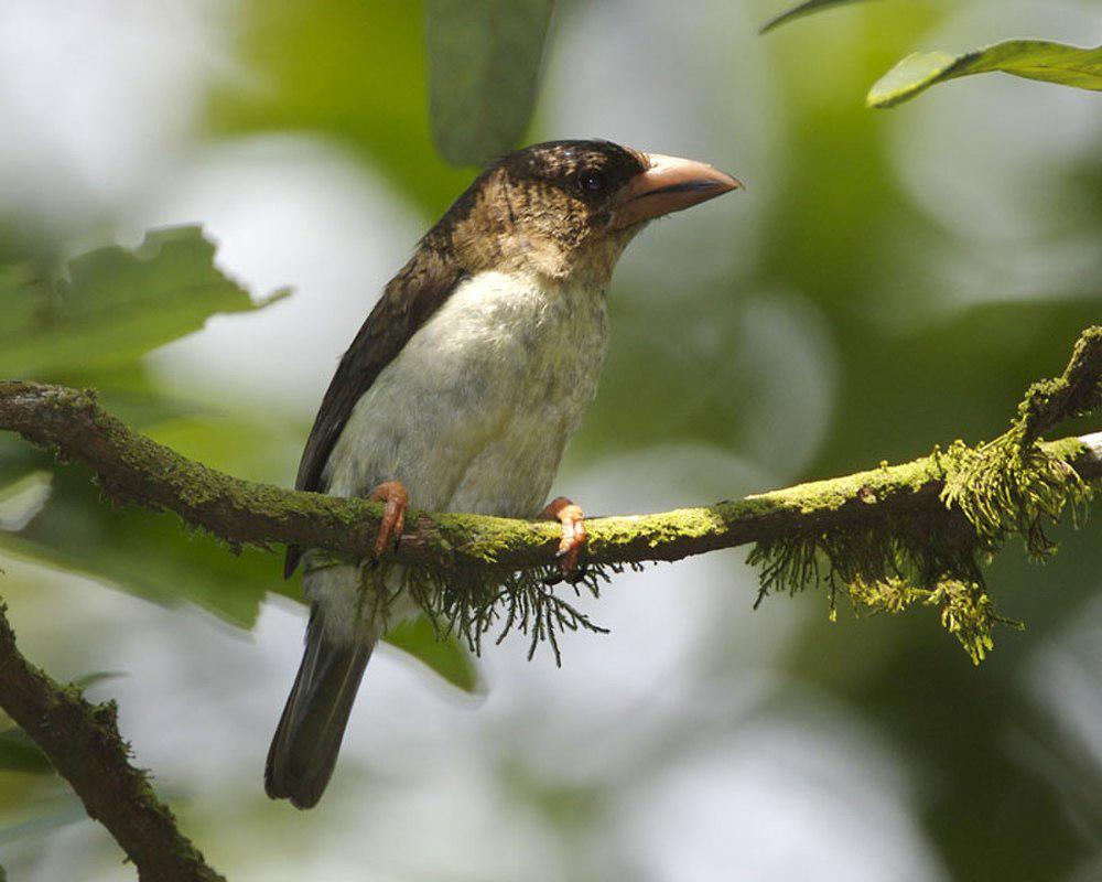 马来褐拟啄木鸟 / Sooty Barbet / Caloramphus hayii