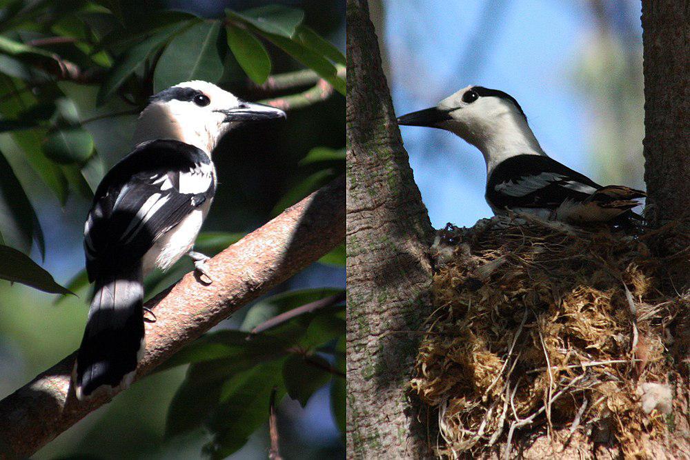 钩嘴鵙 / Hook-billed Vanga / Vanga curvirostris