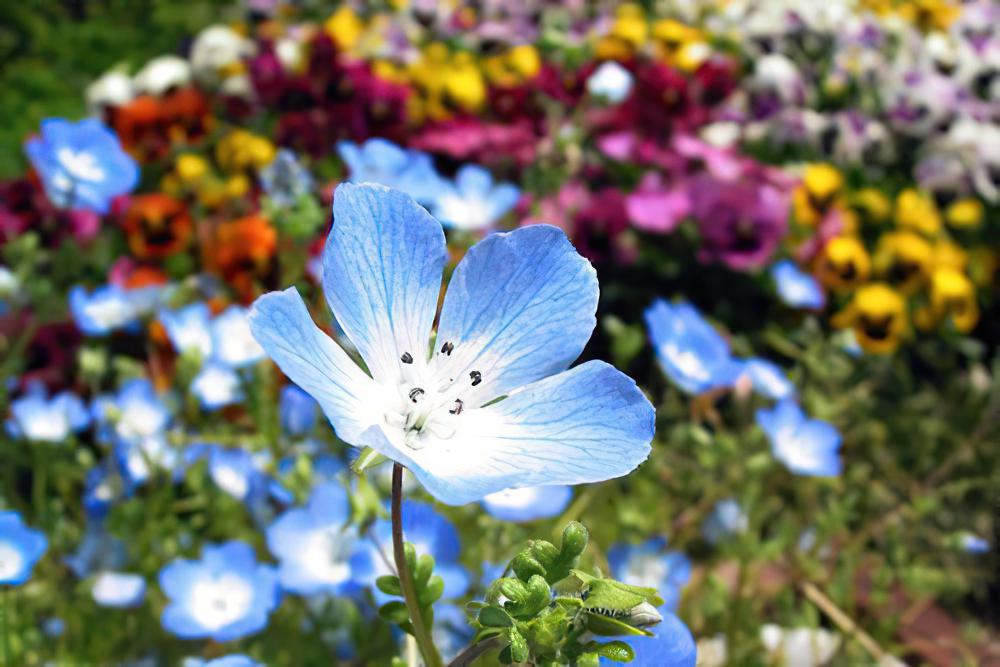 幌菊