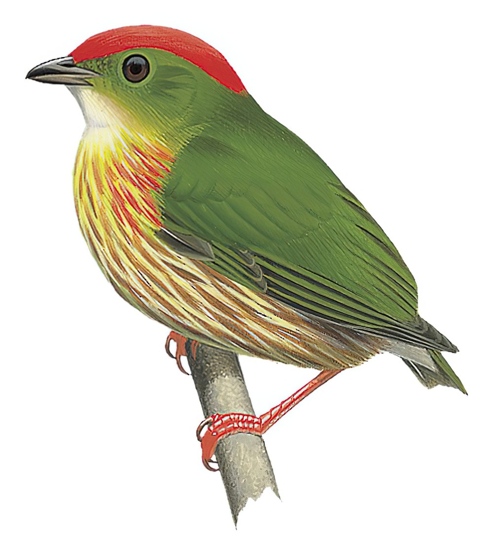 西条纹娇鹟 / Striolated Manakin / Machaeropterus striolatus