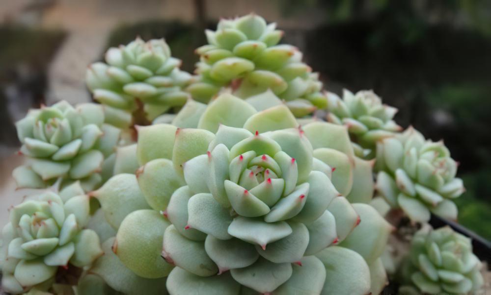 静夜 Echeveria derenbergii