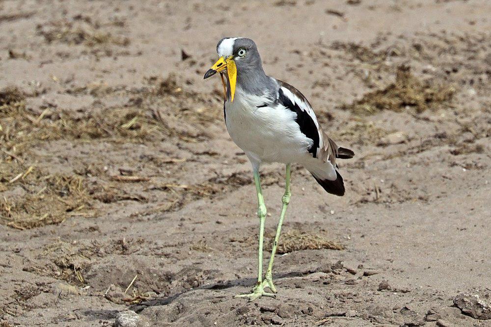 白头麦鸡 / White-crowned Lapwing / Vanellus albiceps