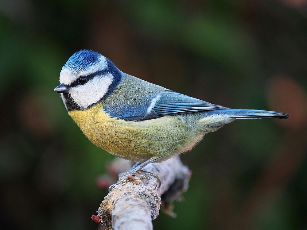 青山雀 / Eurasian Blue Tit / Cyanistes caeruleus