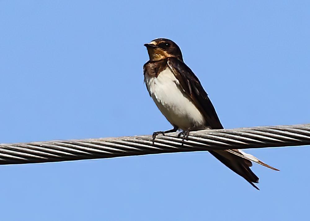 赤胸燕 / Red-chested Swallow / Hirundo lucida