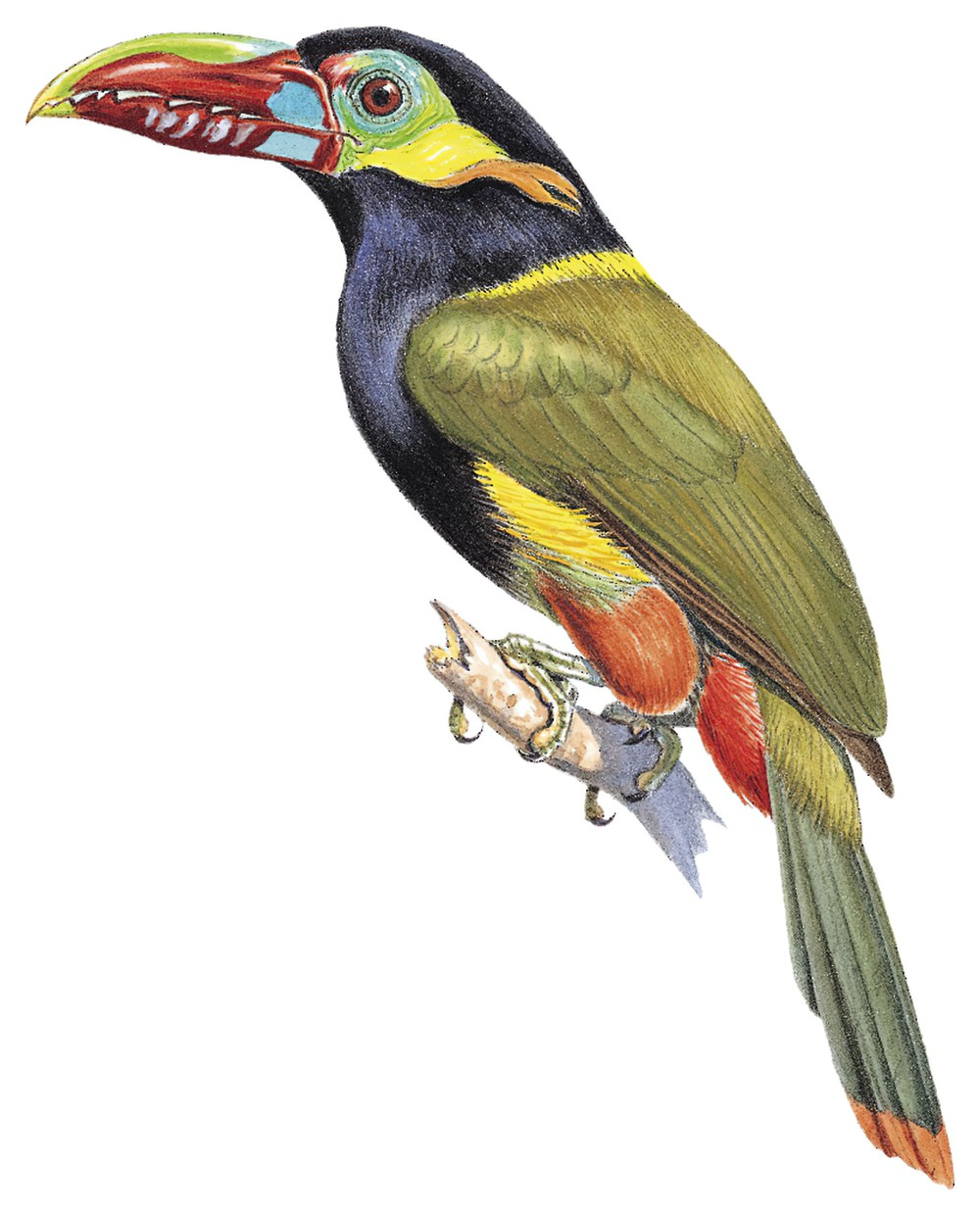 茶须小巨嘴鸟 / Tawny-tufted Toucanet / Selenidera nattereri