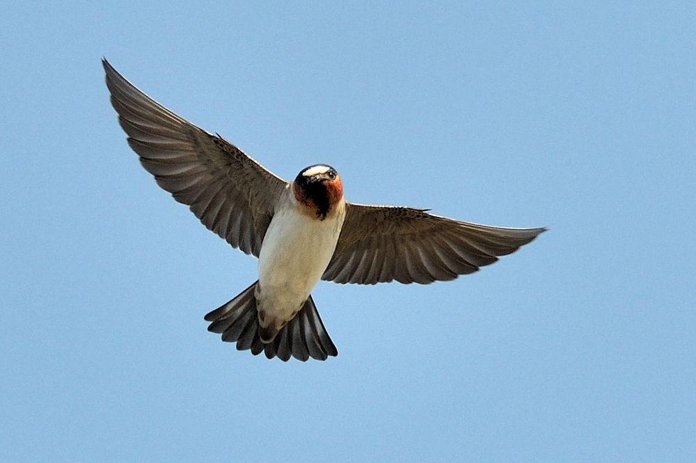 美洲燕 / American Cliff Swallow / Petrochelidon pyrrhonota