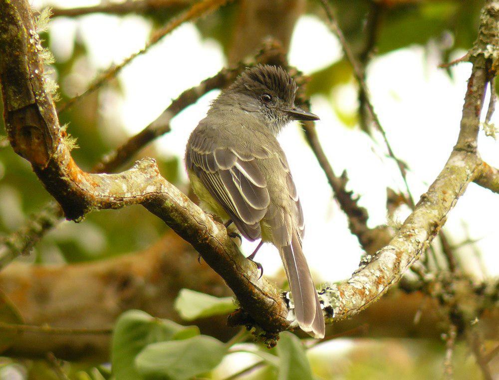 尖顶蝇霸鹟 / Apical Flycatcher / Myiarchus apicalis