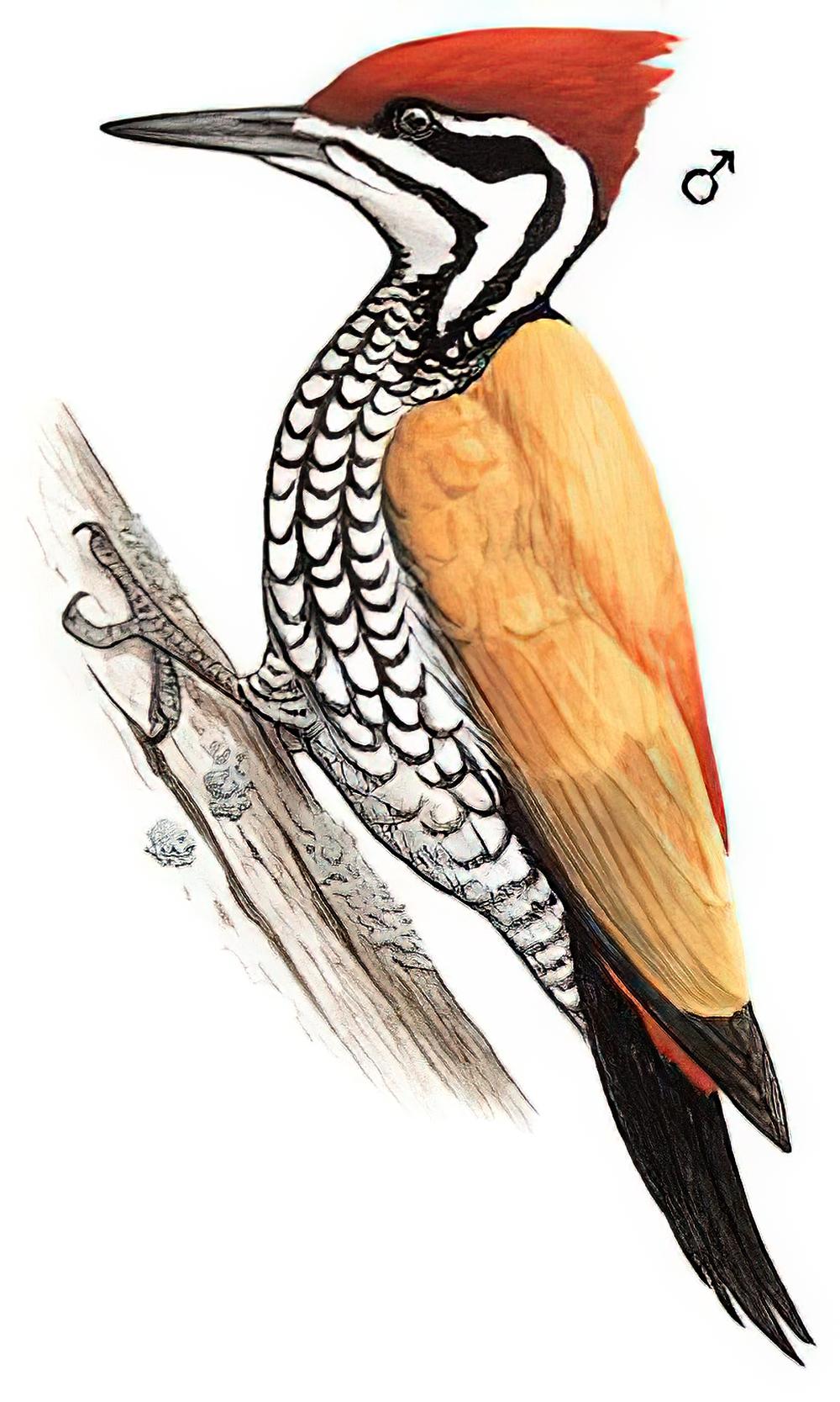 金背三趾啄木鸟 / Common Flameback / Dinopium javanense