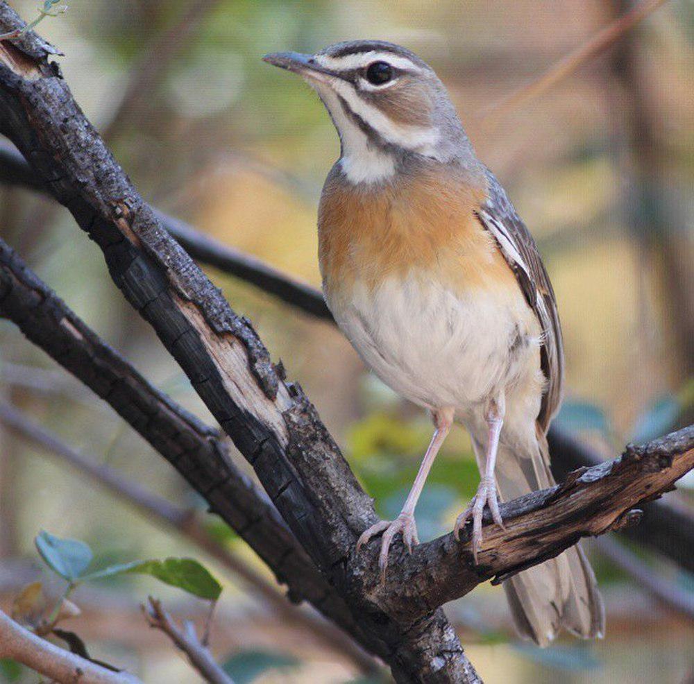 须薮鸲 / Miombo Scrub Robin / Cercotrichas barbata