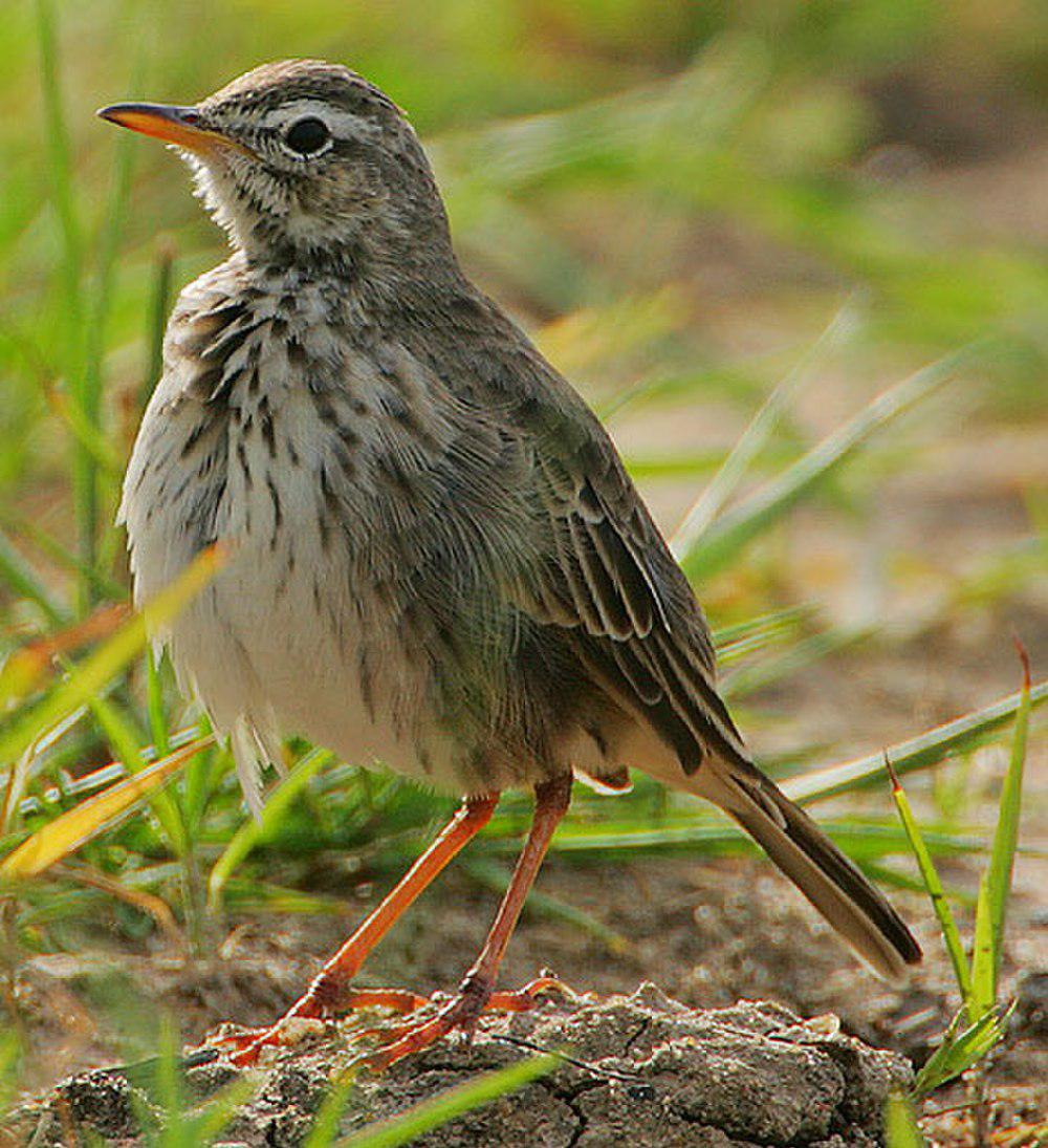 灰鹨 / Malindi Pipit / Anthus melindae