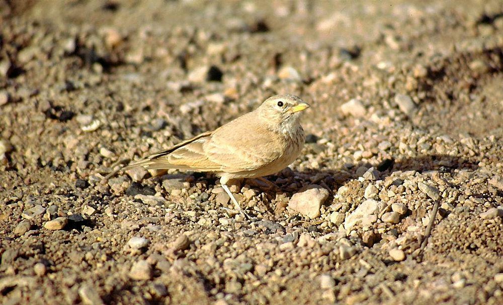 漠百灵 / Desert Lark / Ammomanes deserti