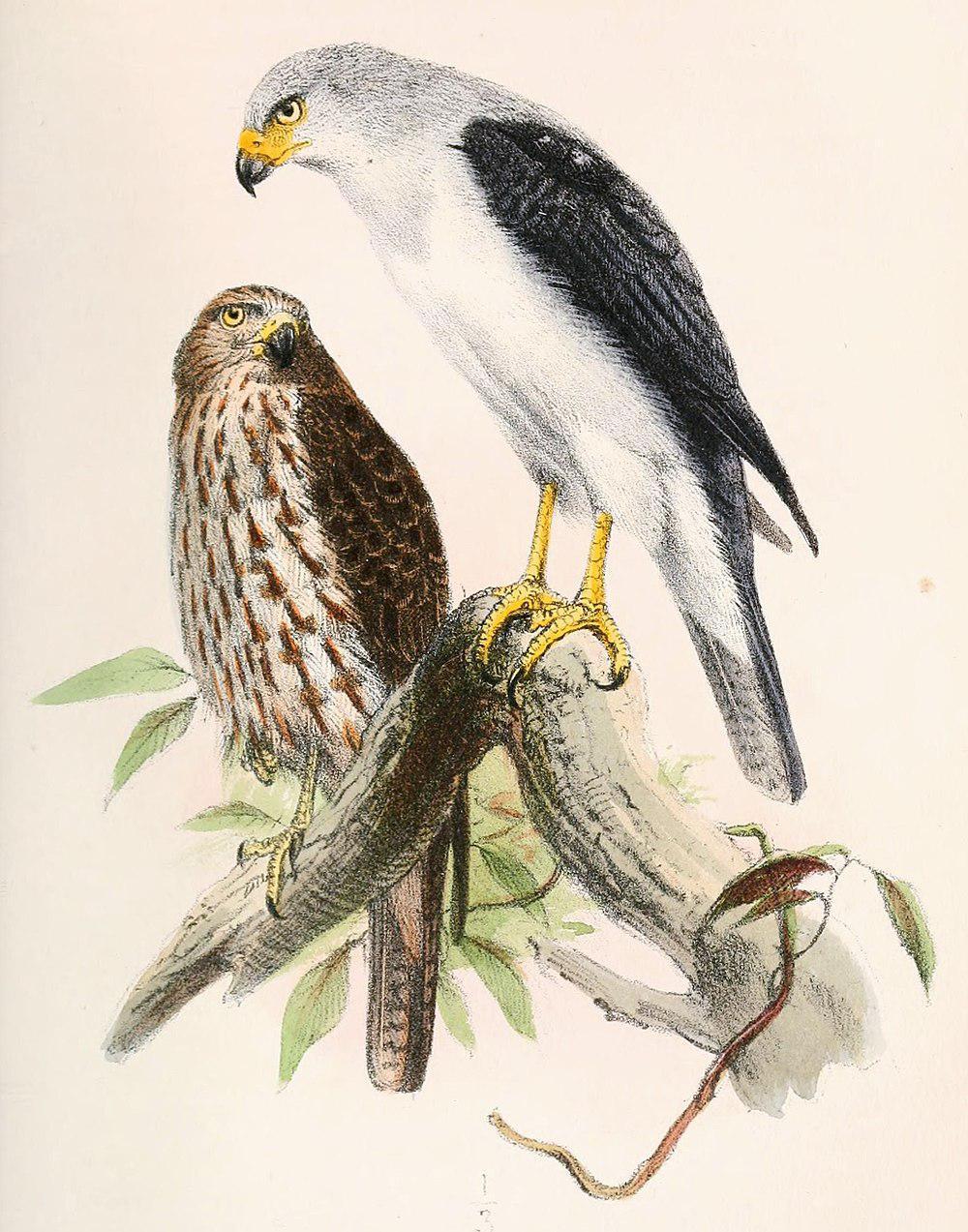 苍头鹰 / Grey-headed Goshawk / Accipiter poliocephalus