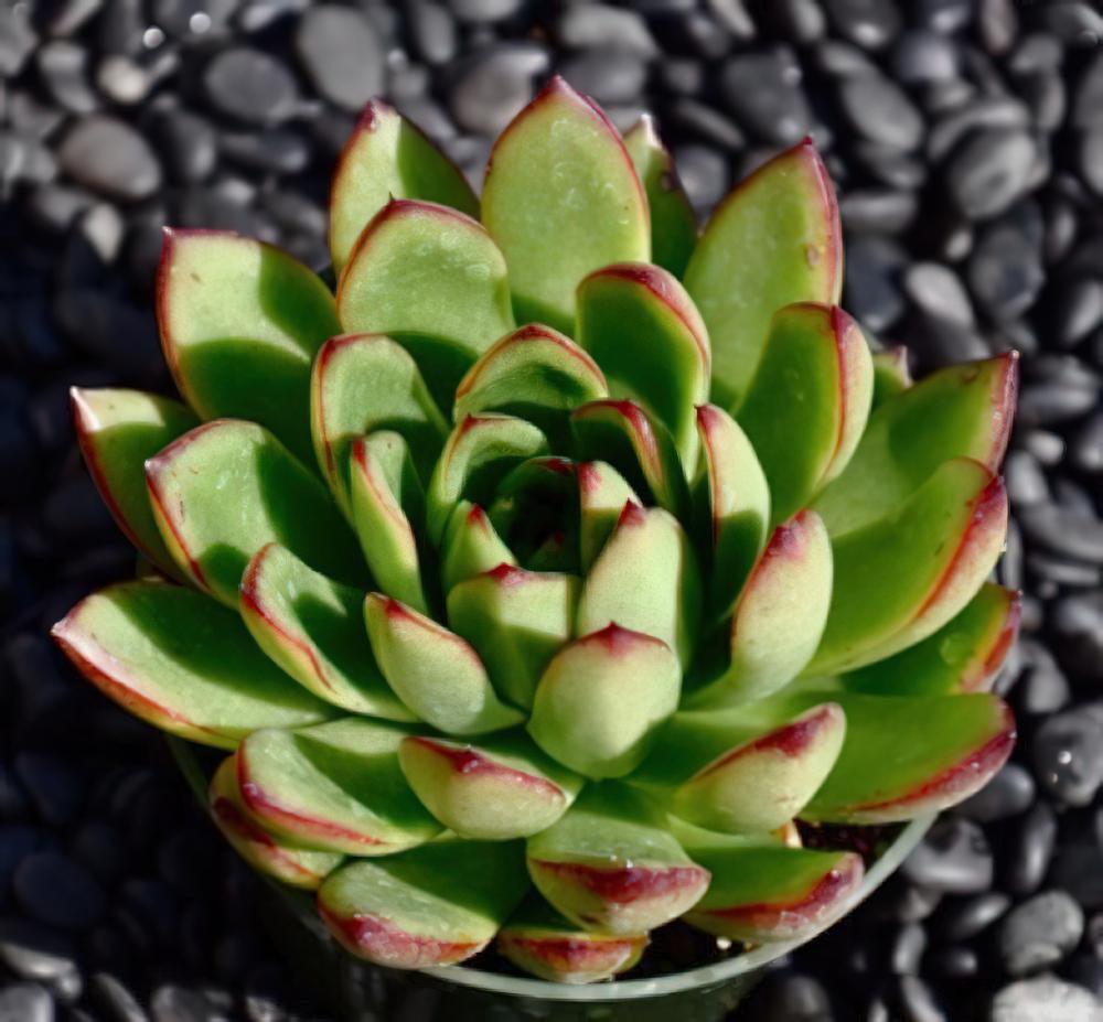 Echeveria agavoides-东云