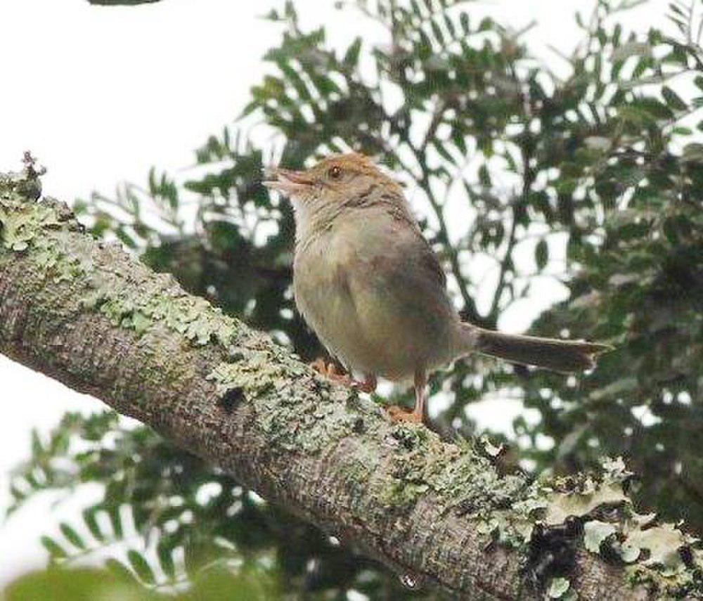 细尾扇尾莺 / Black-tailed Cisticola / Cisticola melanurus