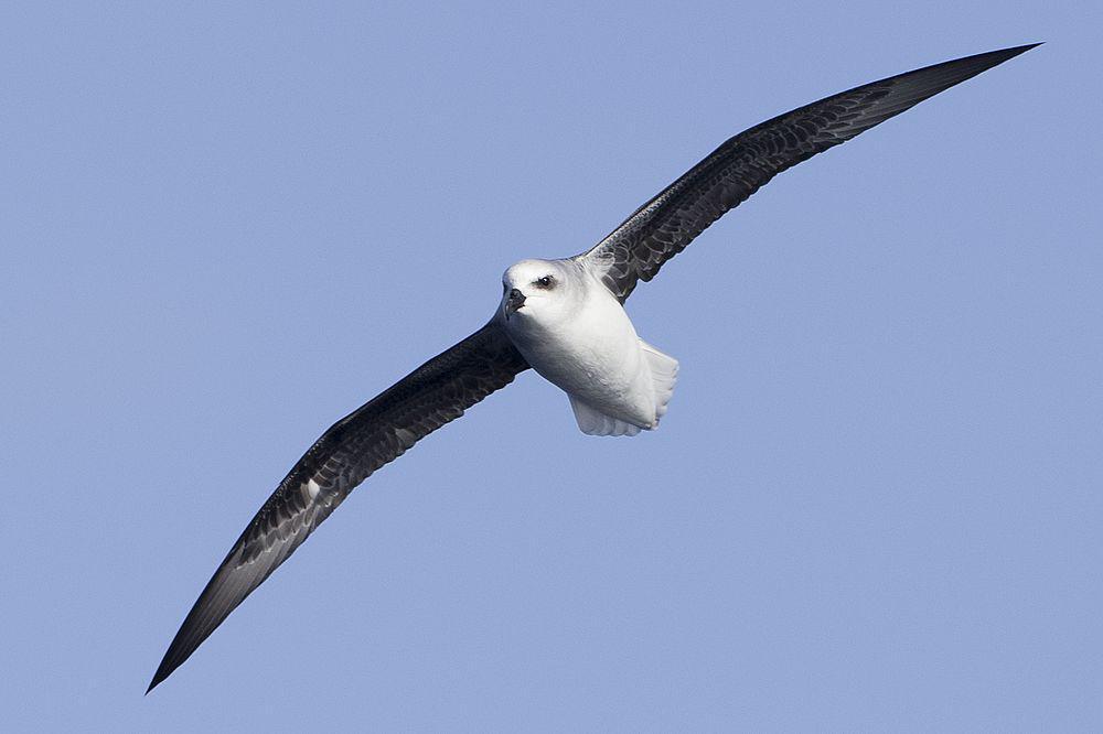 白头圆尾鹱 / White-headed Petrel / Pterodroma lessonii