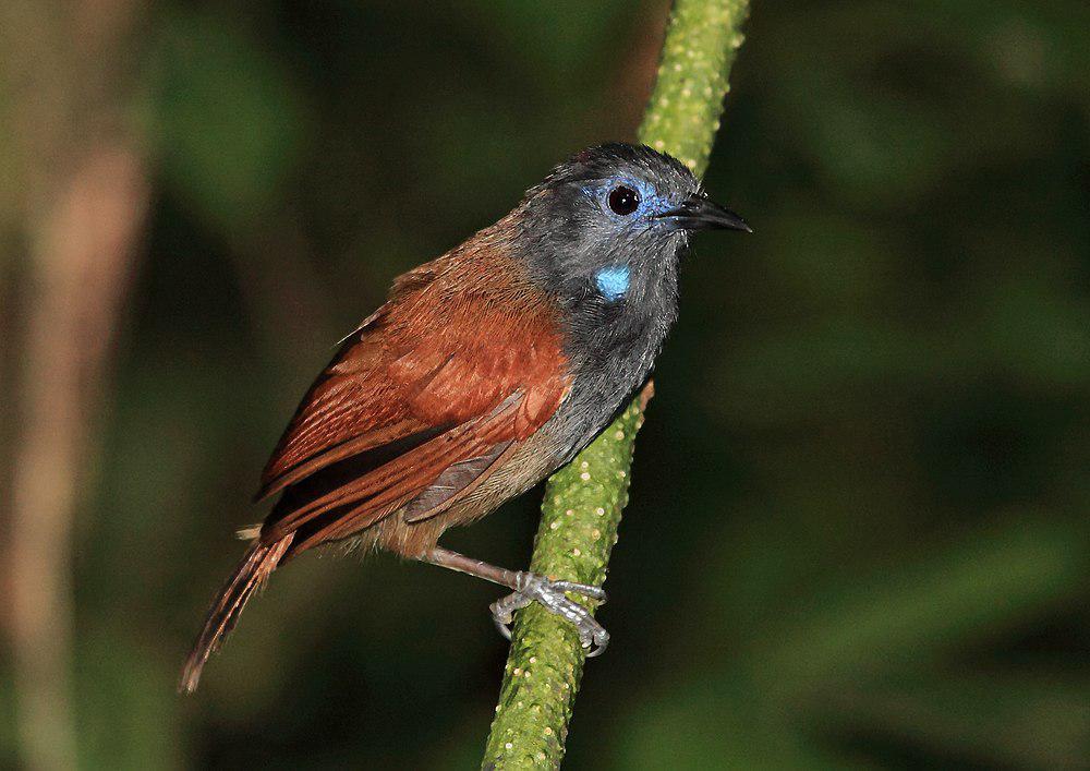 红翅穗鹛 / Chestnut-winged Babbler / Cyanoderma erythropterum