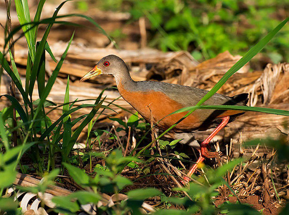 小林秧鸡 / Little Wood Rail / Aramides mangle