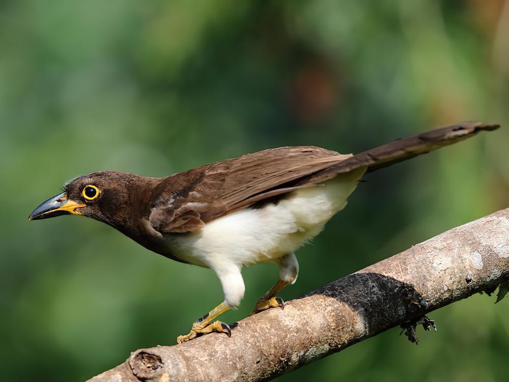 褐鸦 / Brown Jay / Psilorhinus morio