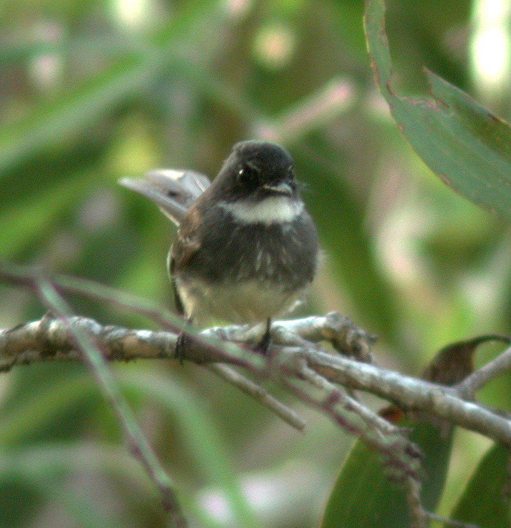 北扇尾鹟 / Northern Fantail / Rhipidura rufiventris